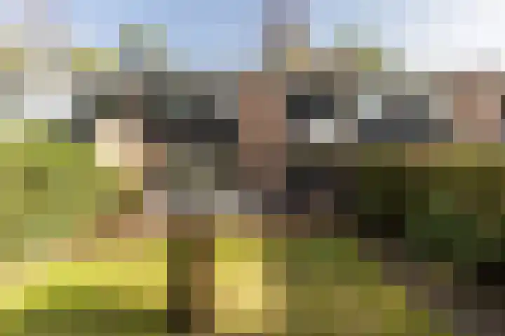 Staringstraat 5 Son en Breugel thumbnail 48