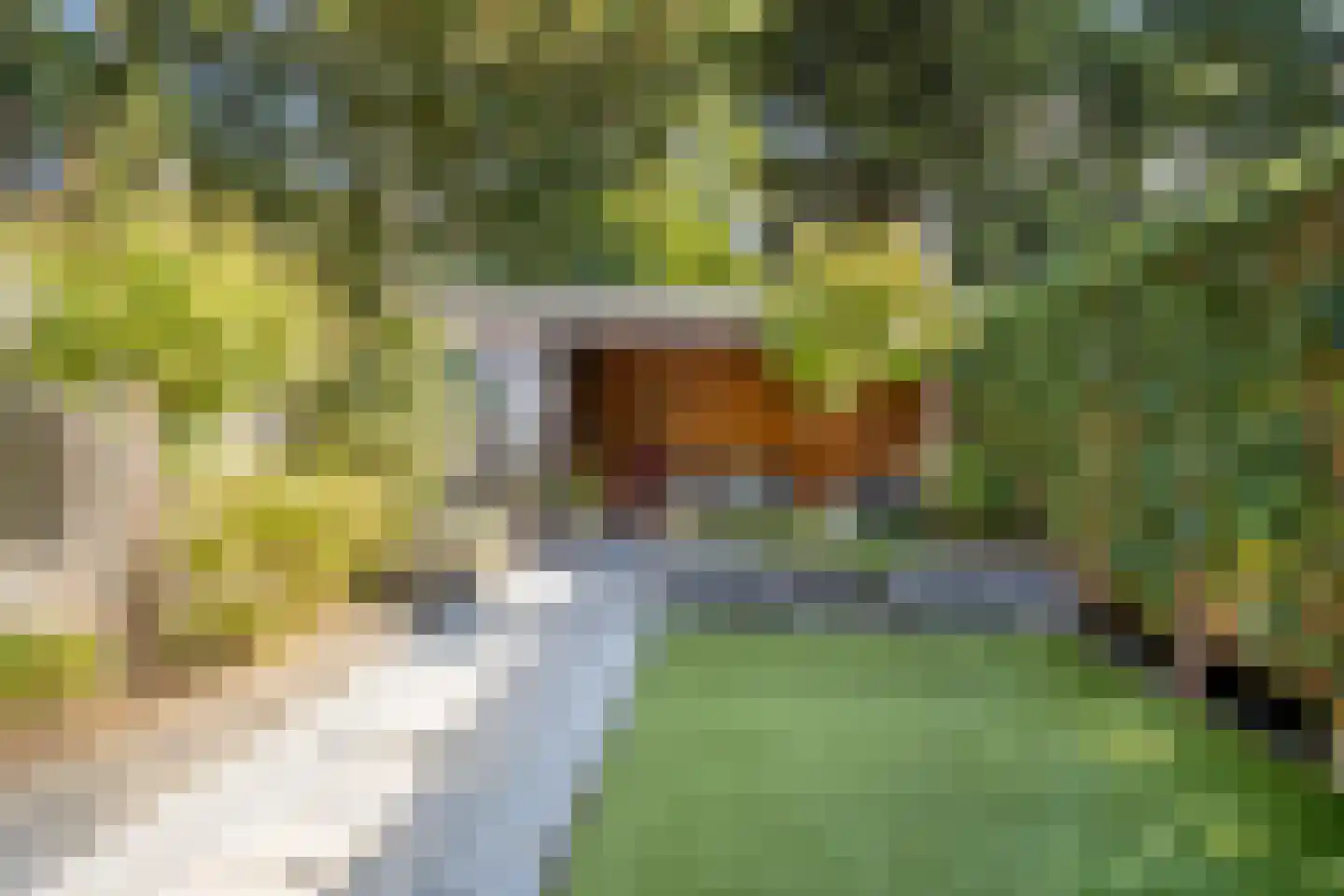 Staringstraat 86 Oss thumbnail 4