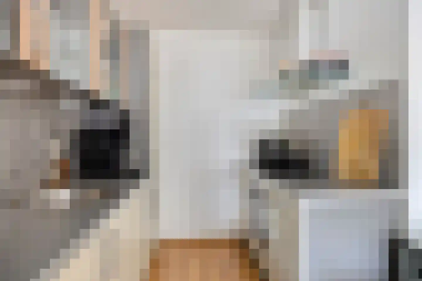 Statenkwartier 162 's-Hertogenbosch thumbnail 8