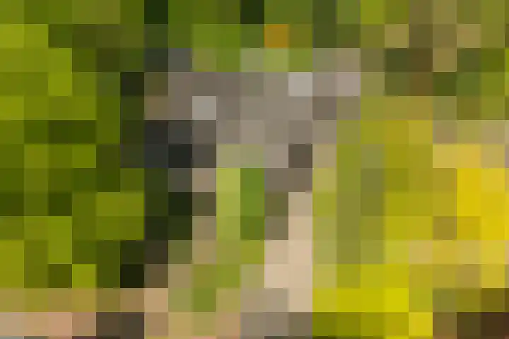 Statenlaan 74 Rijen thumbnail 99