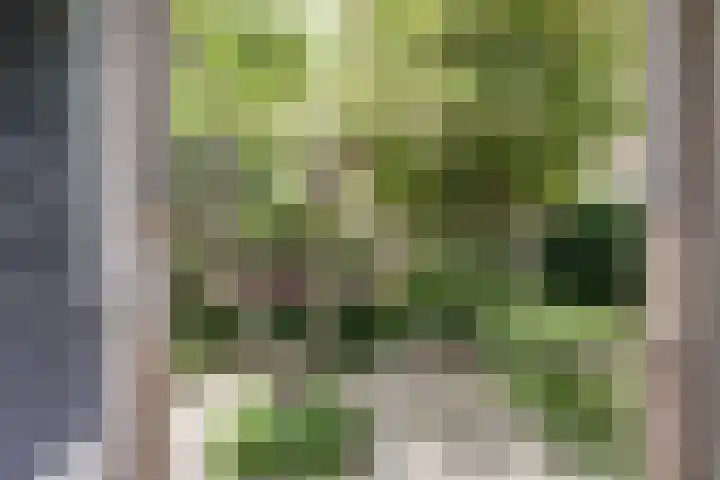 Statensingel 49 Gouda thumbnail 22