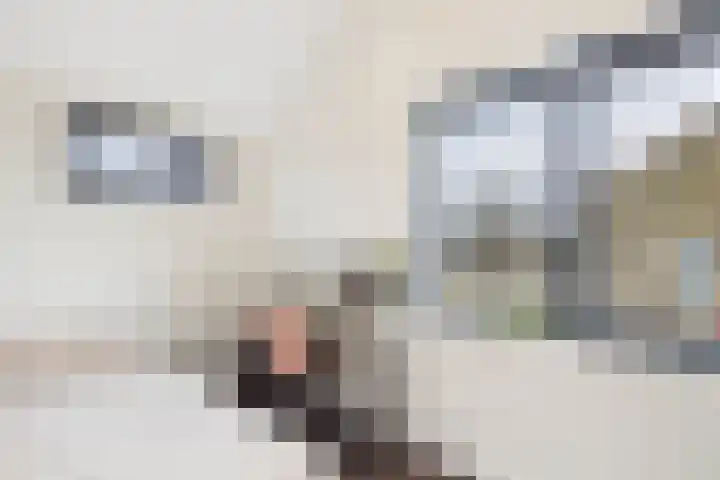 Statenstraat 57 Sas van Gent thumbnail 32