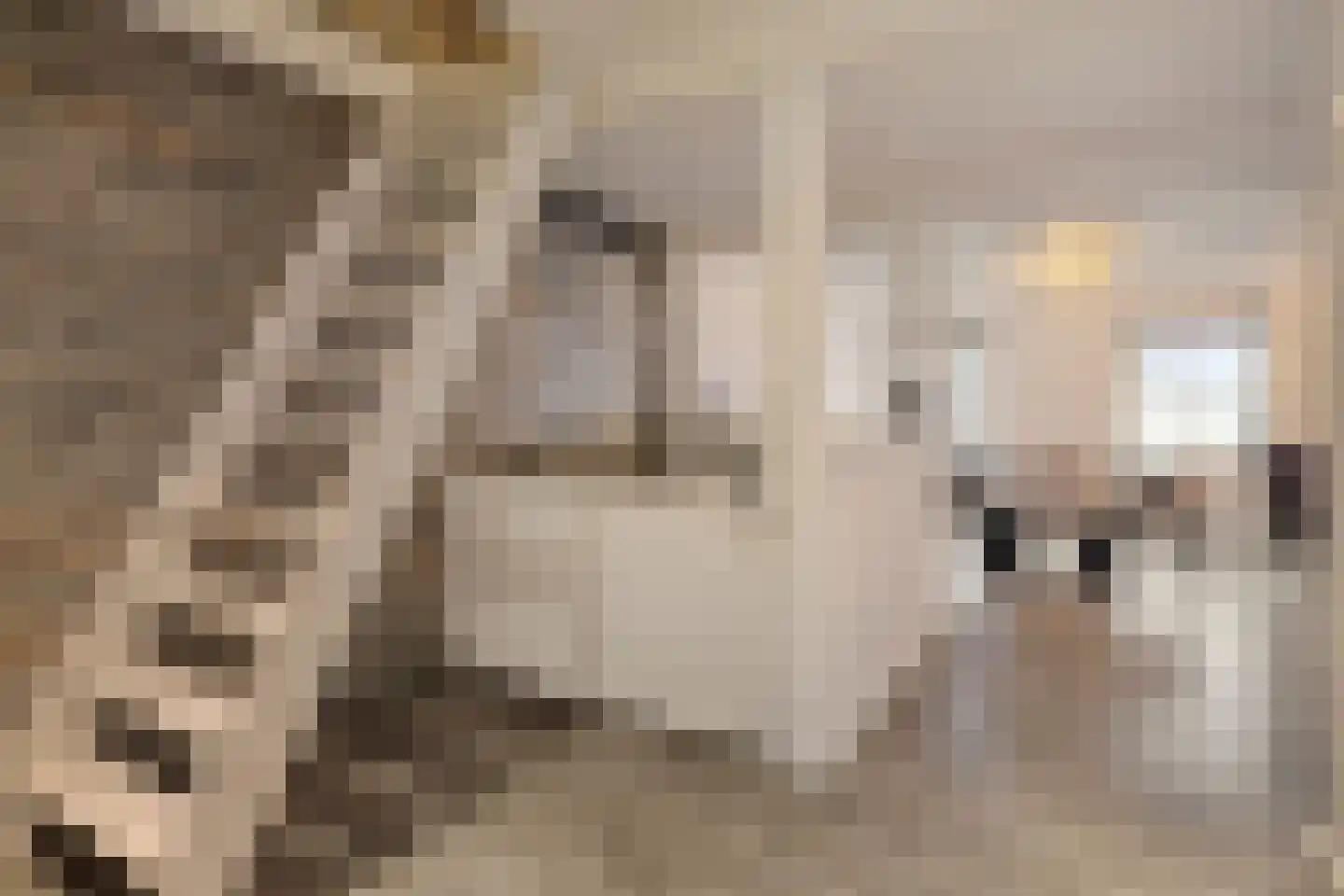 Stationsstraat 6 Axel thumbnail 9