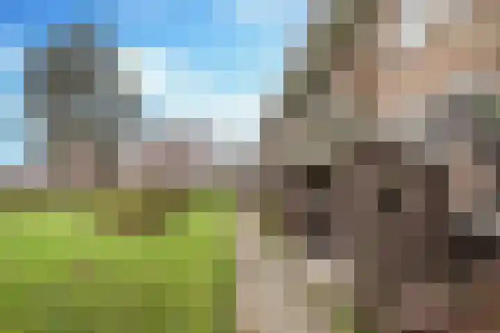 Stedewaarts 32 Assen thumbnail 25
