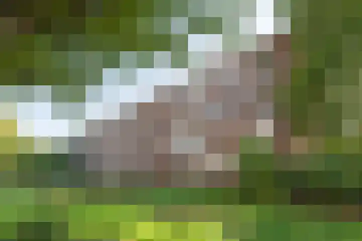 Steeg 17 Arcen thumbnail 52