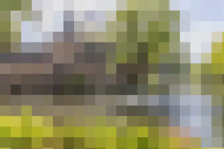Steeg 17 Arcen thumbnail 57