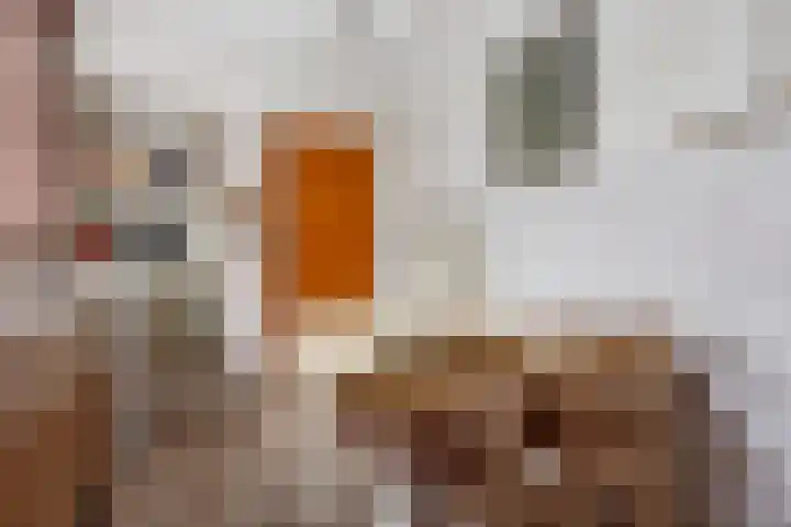 Steeg 4 Neer thumbnail 18