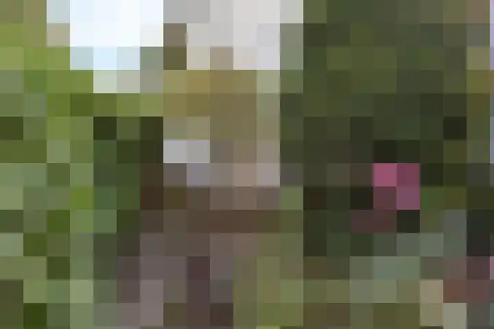 Steeg 4 Neer thumbnail 53