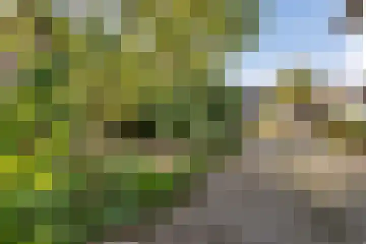 Steeg 4 Neer thumbnail 66