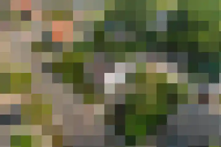 Steeg 4 Neer thumbnail 68