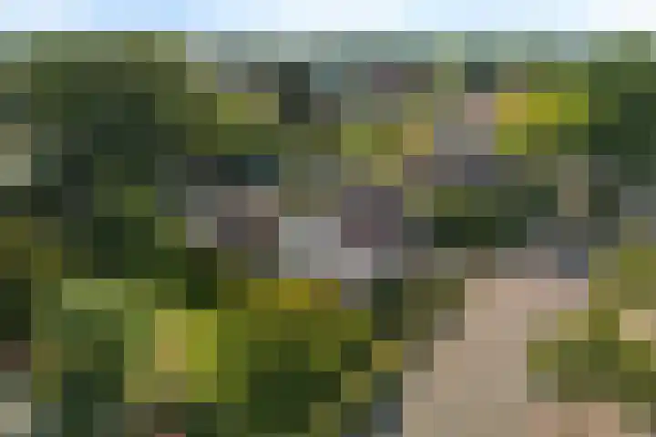 Steeg 4 Neer thumbnail 69