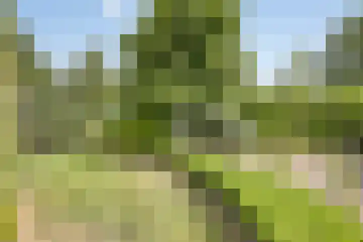 Steegjesdijk 1 Piershil thumbnail 41