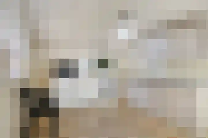 Steegschenhofscheweg 15 Velp thumbnail 29