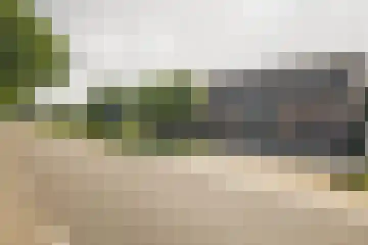Steegse Peelweg 87 Veulen thumbnail 22