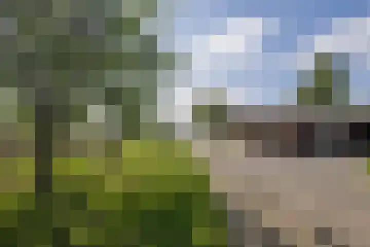 Steegse Peelweg 87 Veulen thumbnail 23