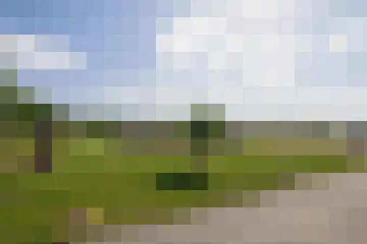 Steegse Peelweg 87 Veulen thumbnail 28