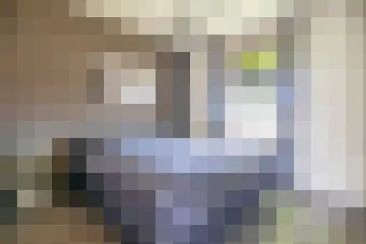 Steegse Peelweg 87 Veulen thumbnail 8