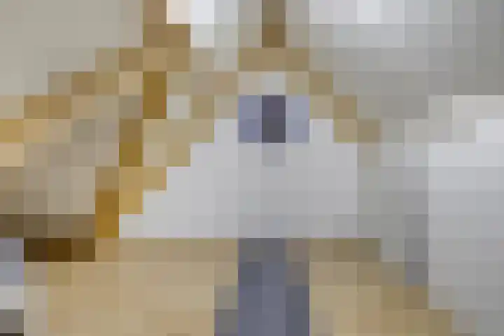 Steeland 20 Westdorpe thumbnail 21