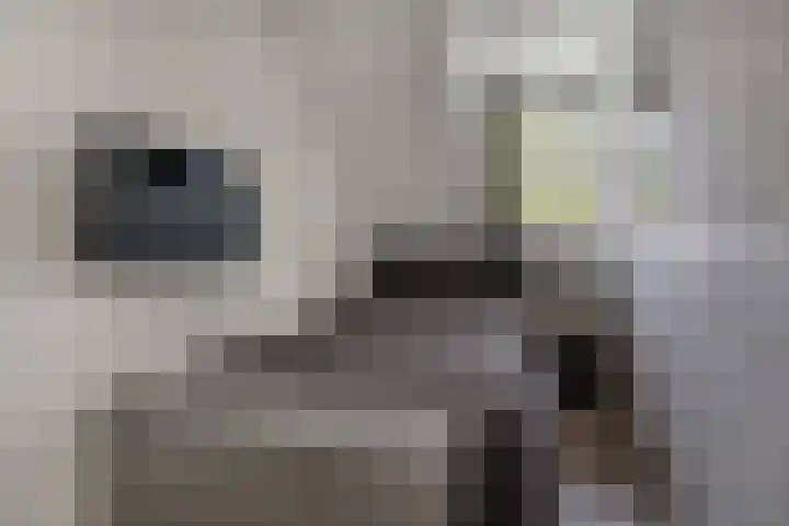 Steenakker 18 Hedel thumbnail 17