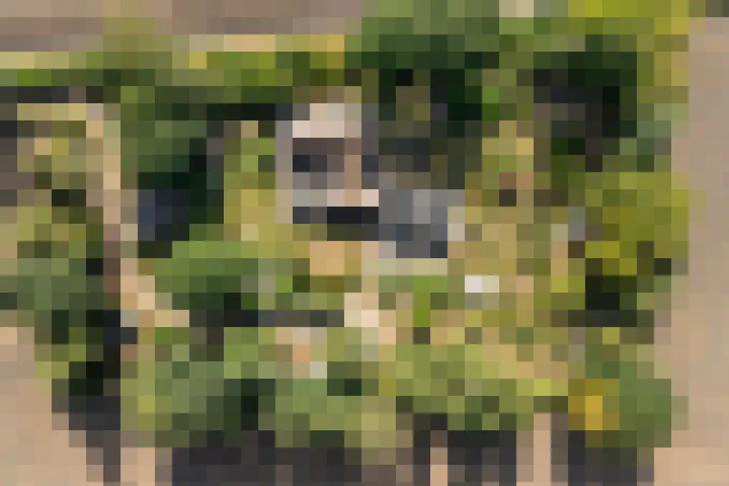 Steenakkers-Oost 8 Onna thumbnail 6