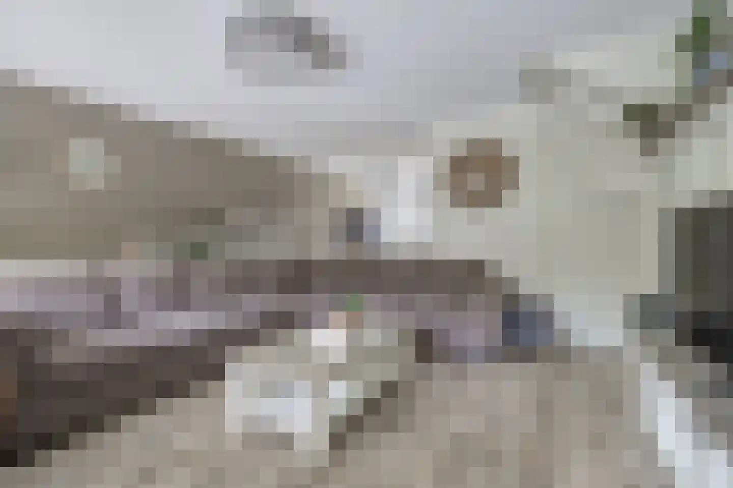 Steenarend 17 Bosschenhoofd thumbnail 13