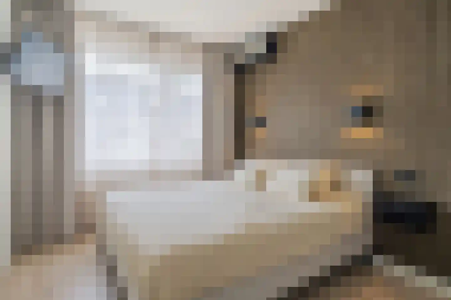 Steenarend 18 Bosschenhoofd thumbnail 15