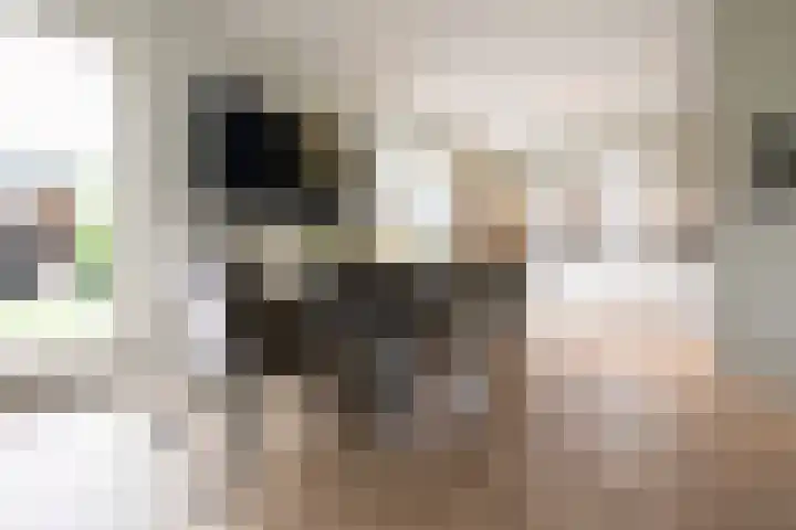 Steenarend 3 Bosschenhoofd thumbnail 14