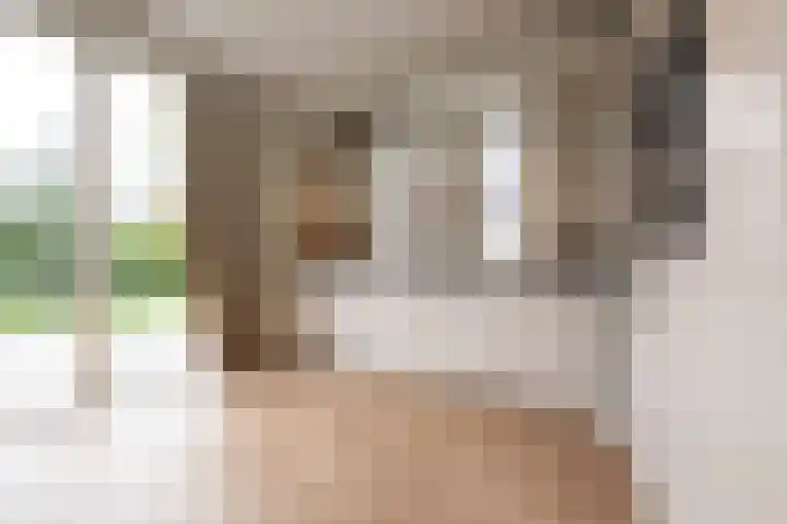 Steenarend 3 Bosschenhoofd thumbnail 17