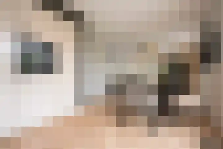Steenarend 3 Bosschenhoofd thumbnail 18