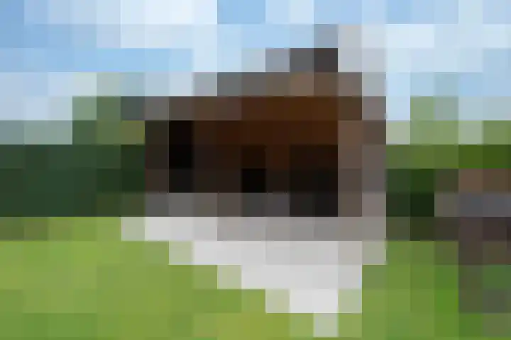 Steenarend 3 Bosschenhoofd thumbnail 24