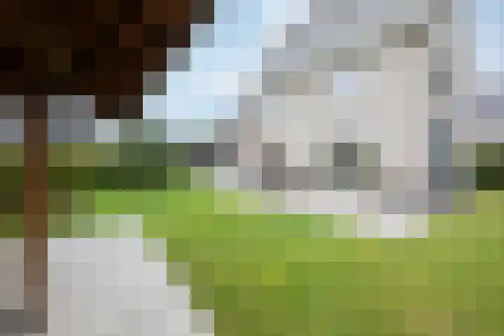 Steenarend 3 Bosschenhoofd thumbnail 26