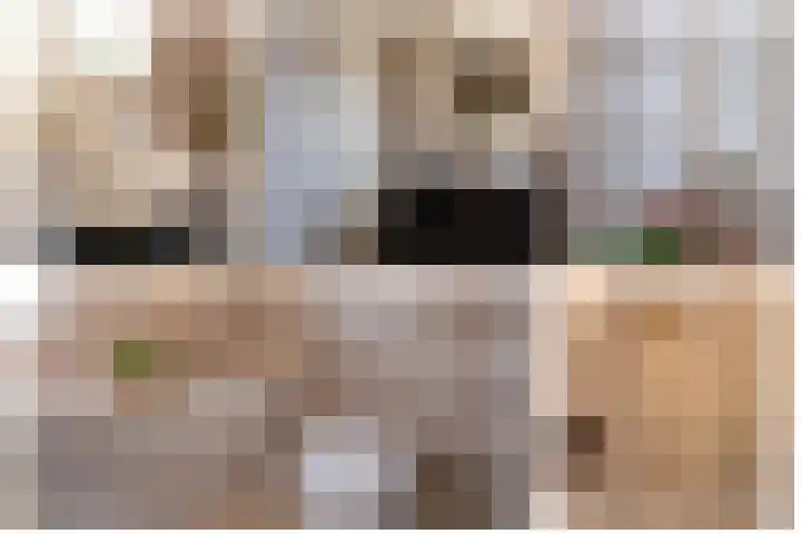 Steenarend 3 Bosschenhoofd thumbnail 34