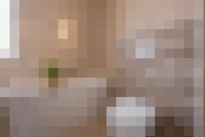 Steenarend 3 Bosschenhoofd thumbnail 38