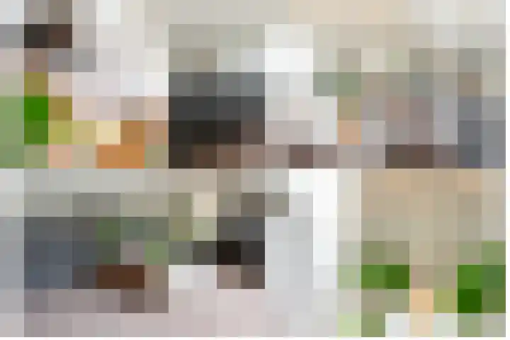 Steenarend 3 Bosschenhoofd thumbnail 47