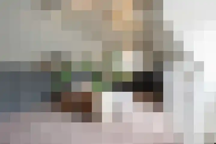 Steenarend 3 Bosschenhoofd thumbnail 50