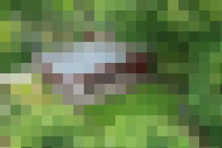 Steenbakkersweg 7 364 Erm thumbnail 9