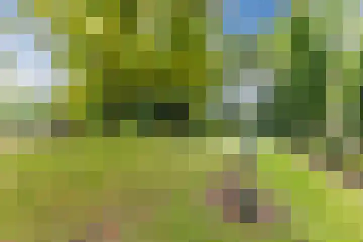 Steenbakkerwei 20 Valkenswaard thumbnail 42