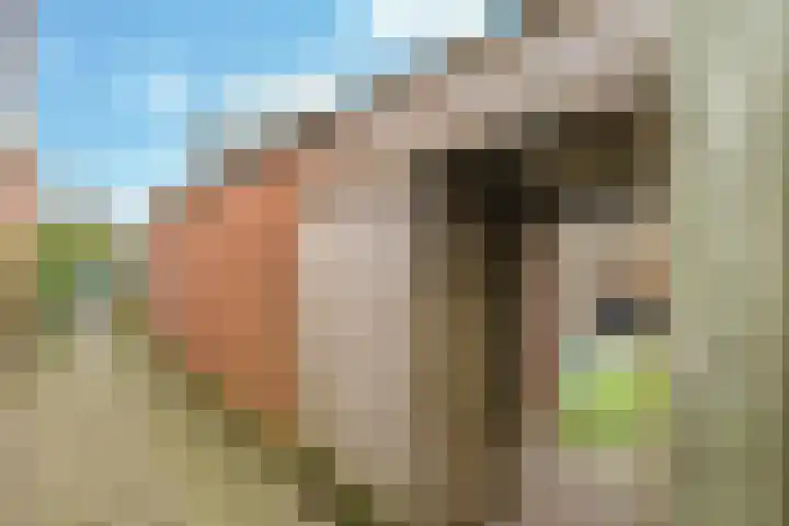 Steenbeekstraat 30 Zetten thumbnail 58