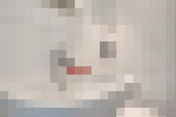 Steenbeekstraat 35 Zetten thumbnail 39