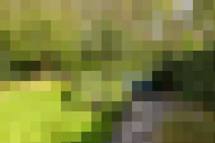 Steenbeekstraat 35 Zetten thumbnail 60