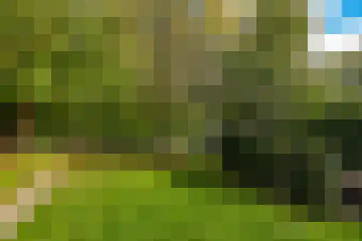 Steenbeekstraat 35 Zetten thumbnail 62