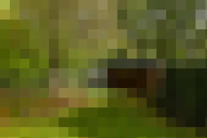 Steenbeekstraat 35 Zetten thumbnail 63