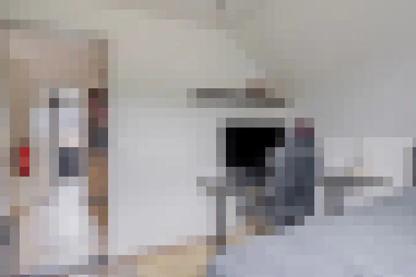 Steenbok 5 Oostburg thumbnail 20