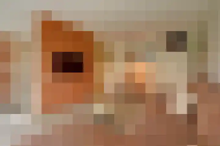 Steenbokweide 9 Nieuwegein thumbnail 15