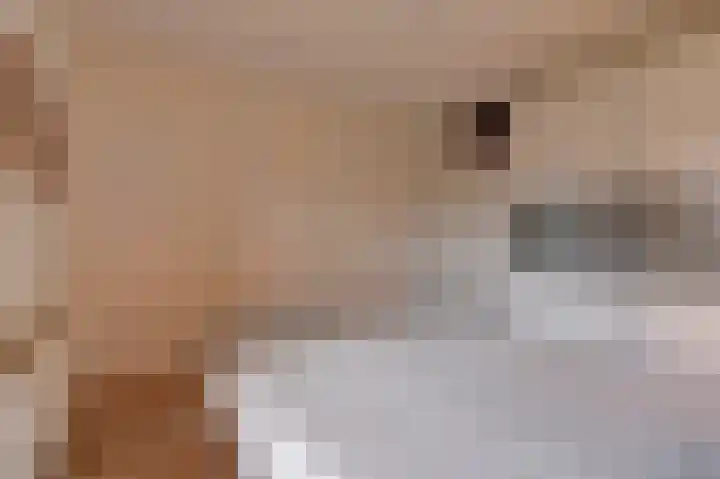 Steenbokweide 9 Nieuwegein thumbnail 20