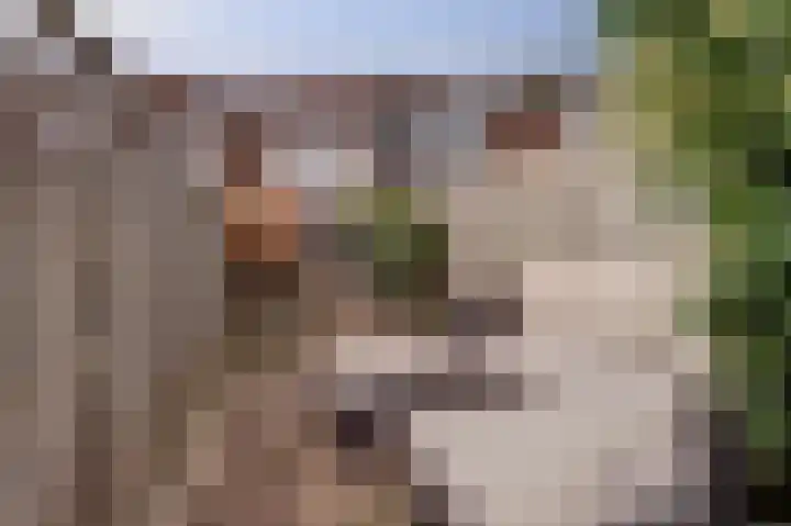 Steenbokweide 9 Nieuwegein thumbnail 30
