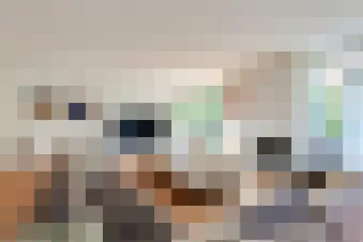 Steenbreekvaren 3 Bergschenhoek thumbnail 11