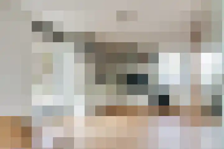 Steenbreekvaren 3 Bergschenhoek thumbnail 31