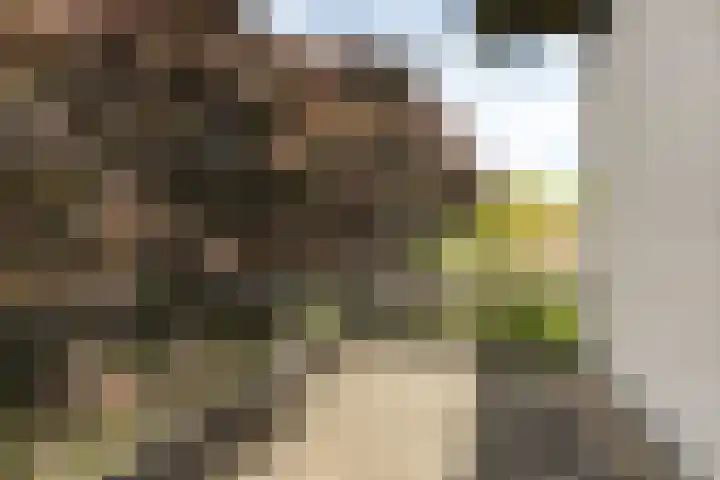 Steenbreekvaren 3 Bergschenhoek thumbnail 33