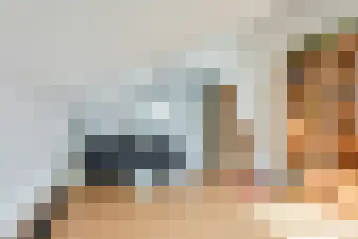 Steenbreekvaren 3 Bergschenhoek thumbnail 38